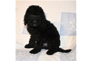 Conner - Labradoodle for sale