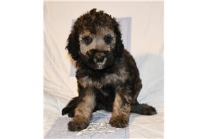 Carrie - Labradoodle for sale