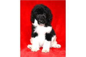 Gavin - Poodle, Standard for sale