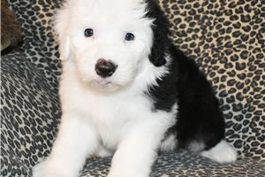Tot - puppy for sale