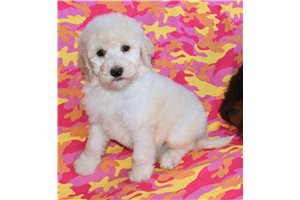 Jessie - Sheepadoodle for sale