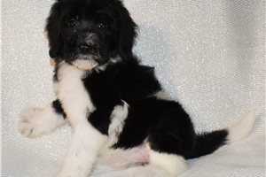Maia - puppy for sale