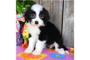 Chaney - Sheepadoodle for sale