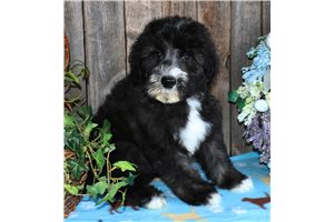 Maxwell - Sheepadoodle for sale