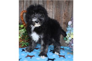 Marlow - Sheepadoodle for sale