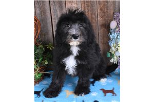 Mable - Sheepadoodle for sale