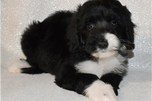 Cupid - puppy for sale