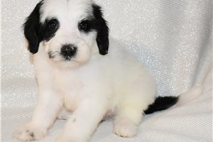 Maguire - Sheepadoodle for sale