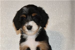 Maggie - puppy for sale
