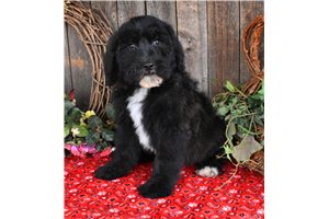 Puck - Sheepadoodle for sale