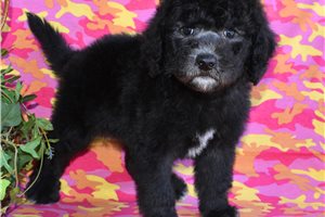 Jethro - Sheepadoodle for sale