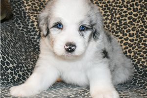 Toshi - puppy for sale