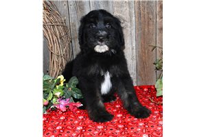 Pike - Sheepadoodle for sale