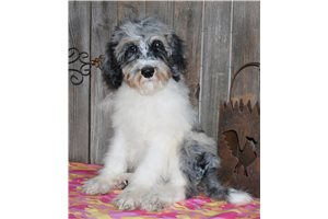 Chadley - Sheepadoodle for sale