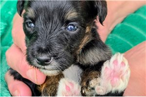 Baroness - puppy for sale