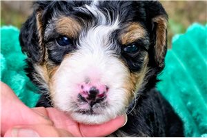Bayer - puppy for sale