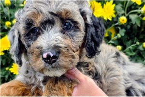 Dustin - Bernedoodle, Mini for sale