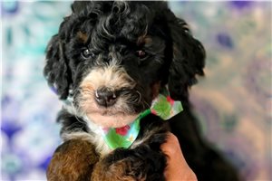 Beamer - Bernedoodle, Mini for sale
