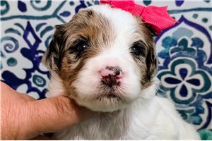 Calista - Bernedoodle, Mini for sale