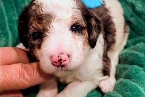 Carrie - Bernedoodle, Mini for sale
