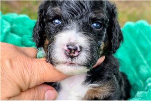 Beamer - puppy for sale