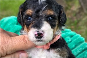 Baxter - puppy for sale