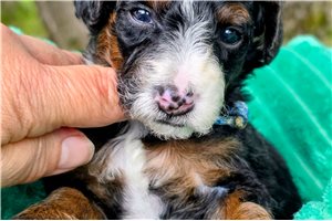 Beau - puppy for sale