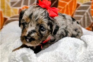 Dawn - Bernedoodle, Mini for sale