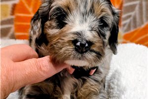 Drake - Bernedoodle, Mini for sale