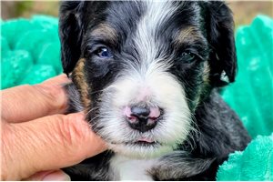 Bart - Bernedoodle, Mini for sale