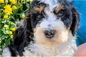 Diego - Bernedoodle, Mini for sale