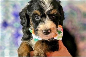 Bart - Bernedoodle, Mini for sale