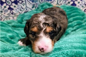 Creed - Bernedoodle, Mini for sale