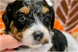 Destiny - Bernedoodle, Mini for sale
