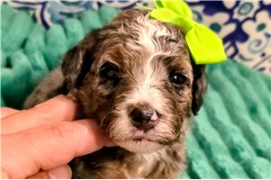 Collette - Bernedoodle, Mini for sale