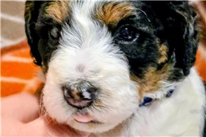 Diego - Bernedoodle, Mini for sale