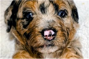 Dustin - Bernedoodle, Mini for sale