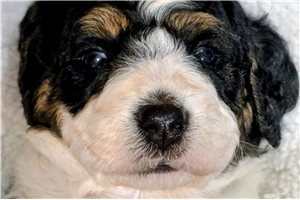 Donatello - Bernedoodle, Mini for sale