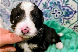 Conner - Bernedoodle, Mini for sale