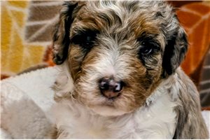 Desmond - Bernedoodle, Mini for sale