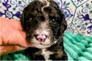 Cash - Bernedoodle, Mini for sale