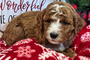 Grant - Goldendoodle, Mini for sale