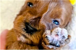 Ella - puppy for sale