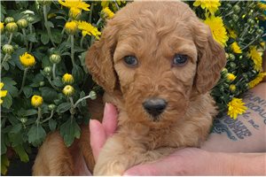 Elmo - Mini Goldendoodle for sale