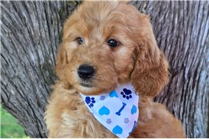 Enzo, a Mini Goldendoodle puppy