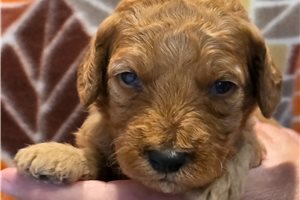 Eeyore - puppy for sale
