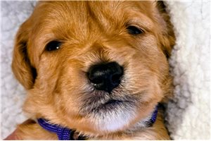 Elmo - puppy for sale