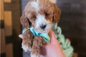 Gideon - Goldendoodle, Mini for sale