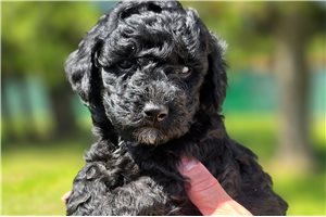 Phoenix - puppy for sale