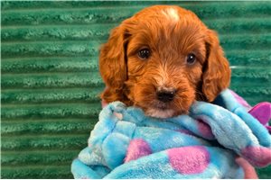 North - Goldendoodle, Mini for sale